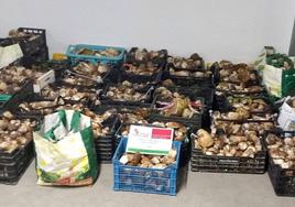 Los 477 kilos de boletus decomisados ayer en la provincia de Soria.