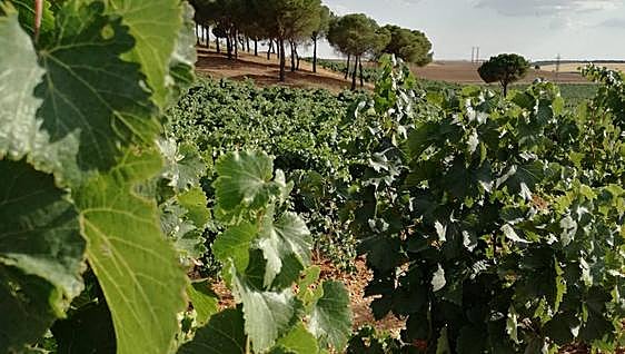 Aprobado el Reglamento de la DO Rueda y de su Consejo Regulador