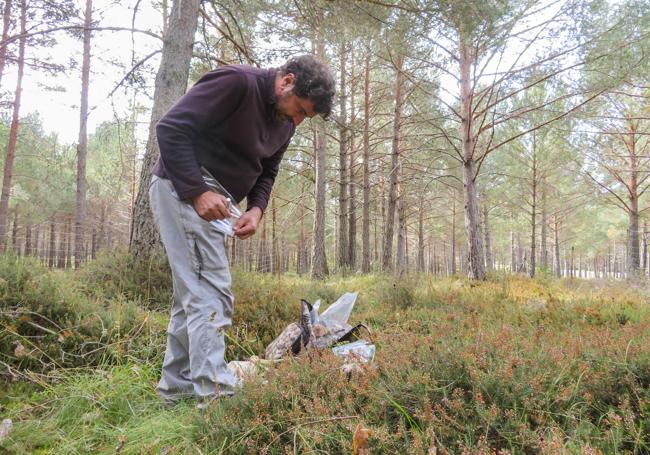 José Miguel Altelarrea, técnico del área micológica del Cesefor muestrea una parcela micológica.