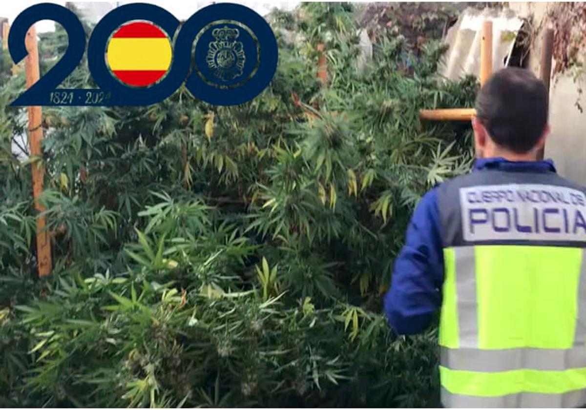 La Policía Nacional desmantela una plantación de marihuana en el barrio Girón de Valladolid.