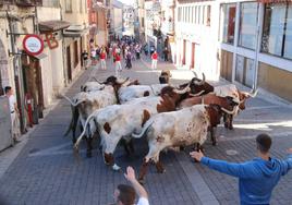 Encierro de San Miguel por las calles de Cuéllar