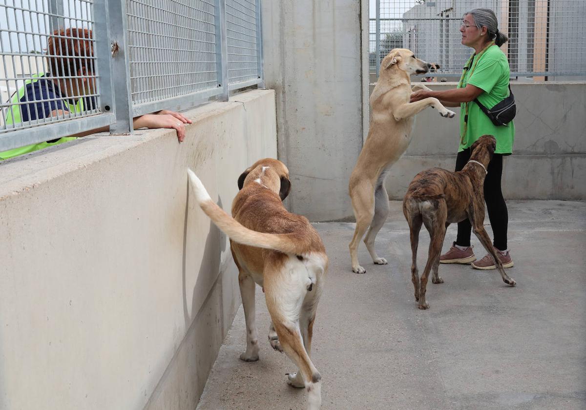 Una voluntaria con los perros en el centro Scooby de Palencia.