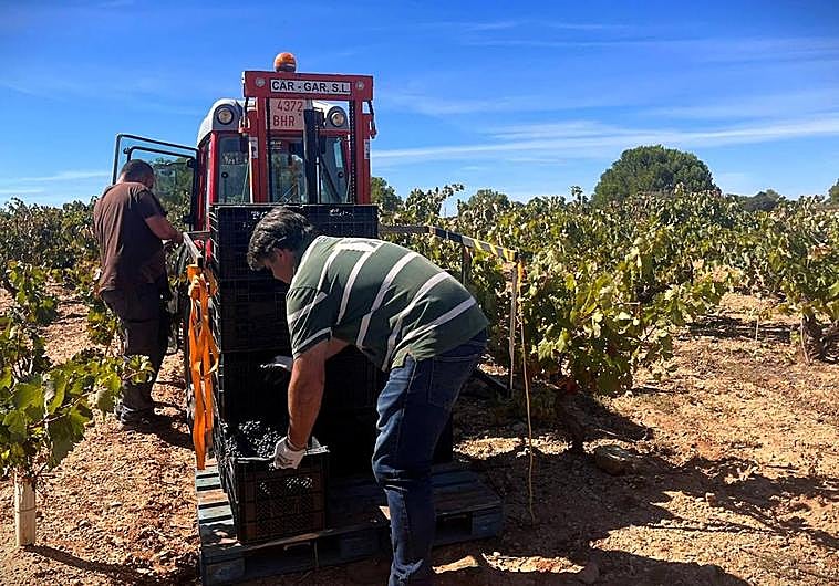 Juan Calvo durante la vendimia.