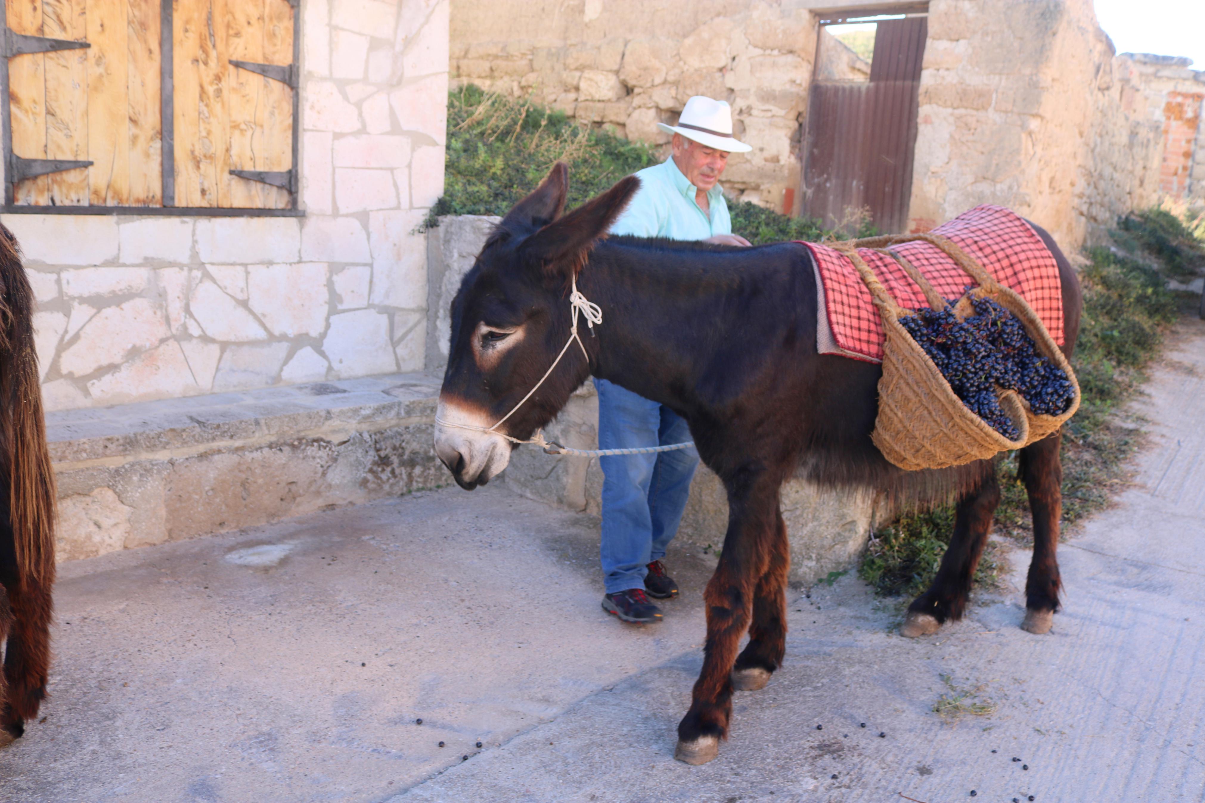 III Jornada De Lagares en Baltanás