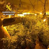 Intervienen 240 plantas de marihuana en una vivienda de Burgos