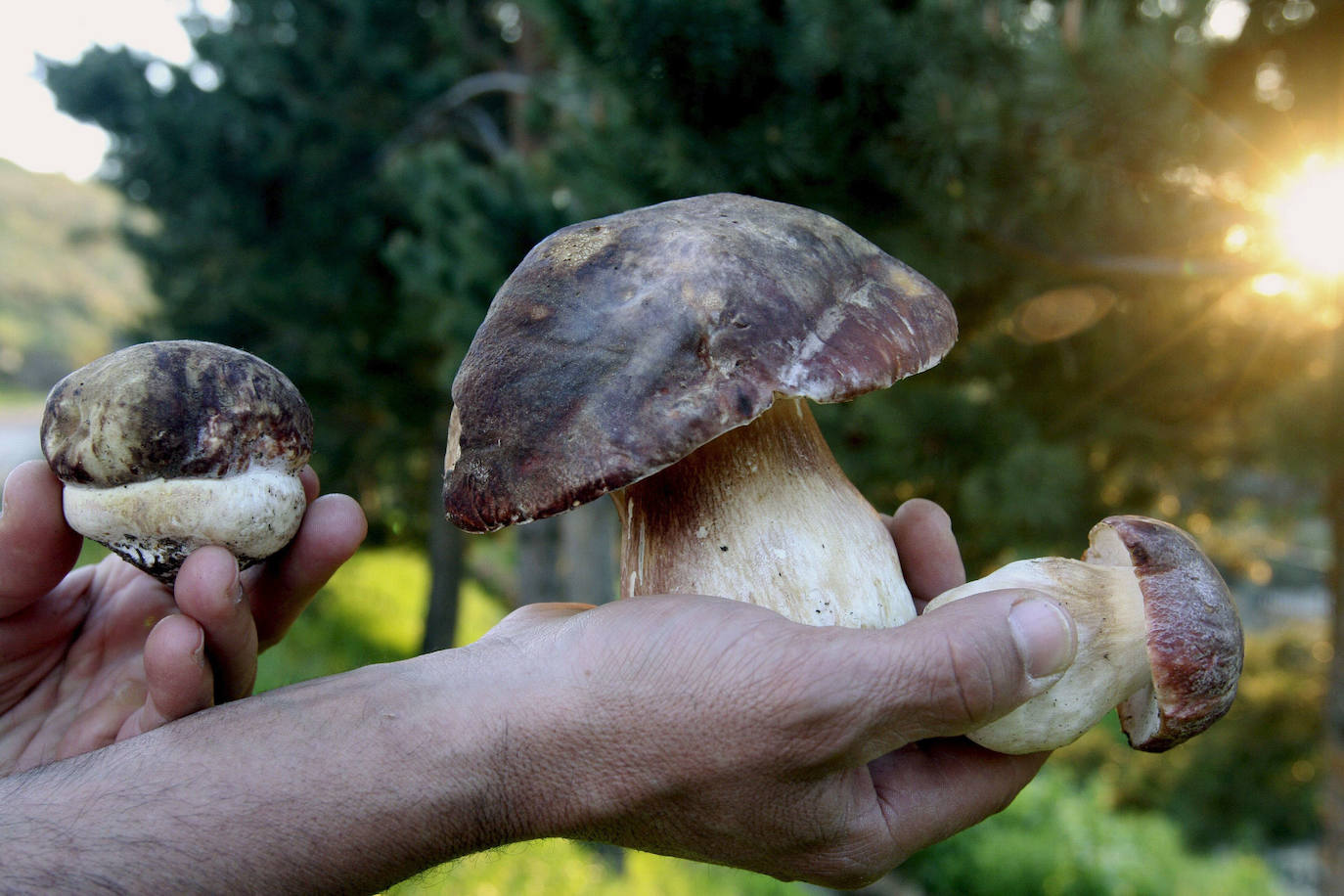 Ejemplares de boletus edulis.