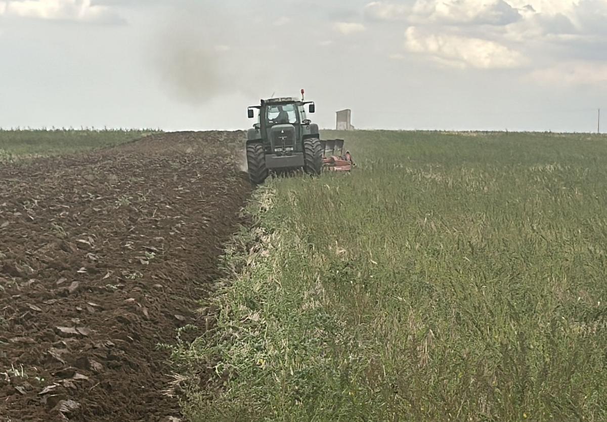 Un agricultor pasa el arado para tapar las hierbas y hacer mejor las labores.