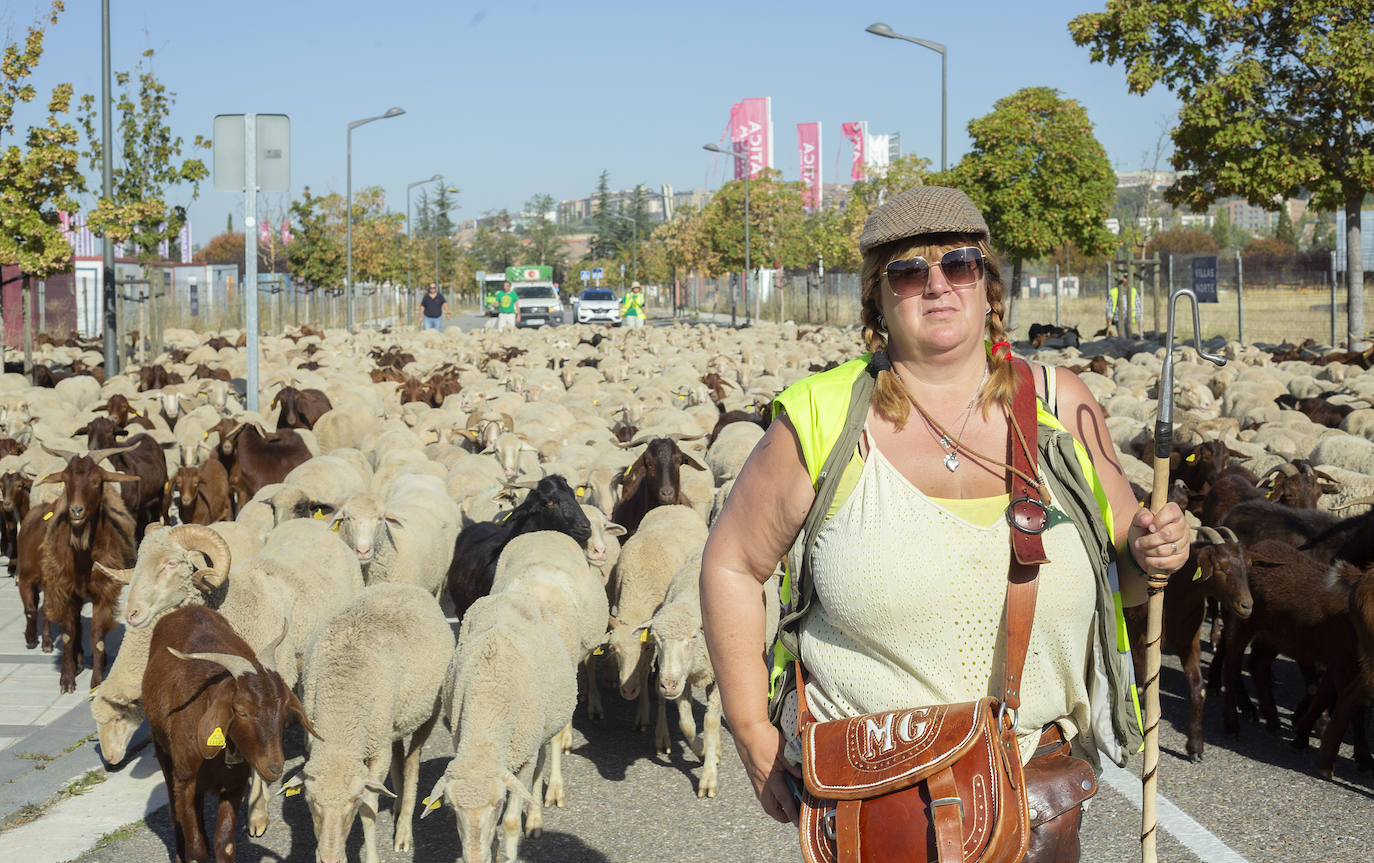 Miles de ovejas y cabras atraviesan Valladolid