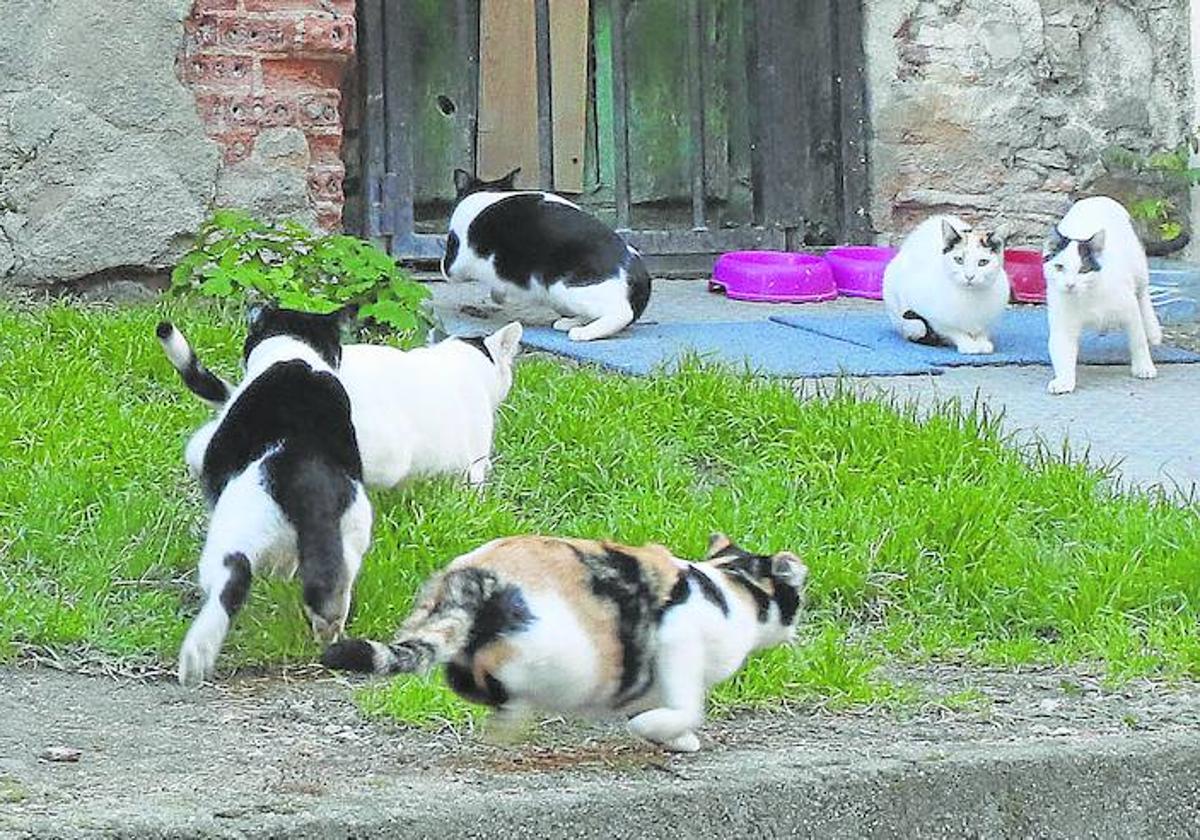 Colonia de gatos en un rincón de la capital segoviana.