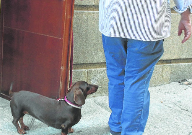 Un perro sigue a su dueño.