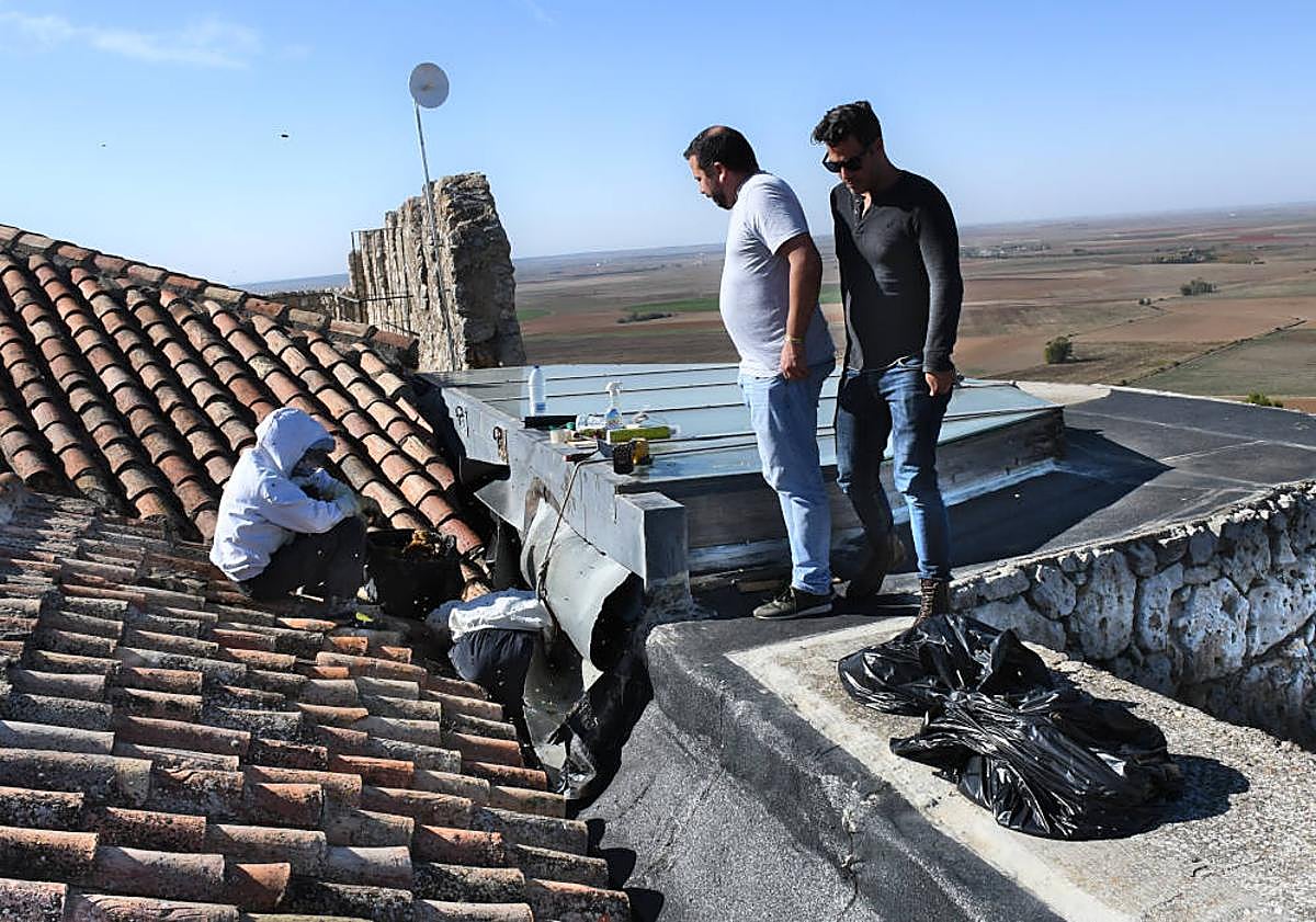 Imagen principal - Bomberos al rescate de las abejas en Urueña