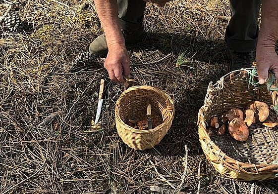 Cestas llenas de níscalos recogidos en un pinar segoviano.