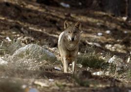 Unanimidad para que la Junta realice un estudio de los ataques del lobo