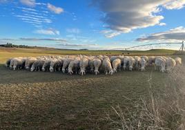 Las ovejas de Agropecuaria Banejo pastando en el término municipal de Pollos, Valladolid, ayer.