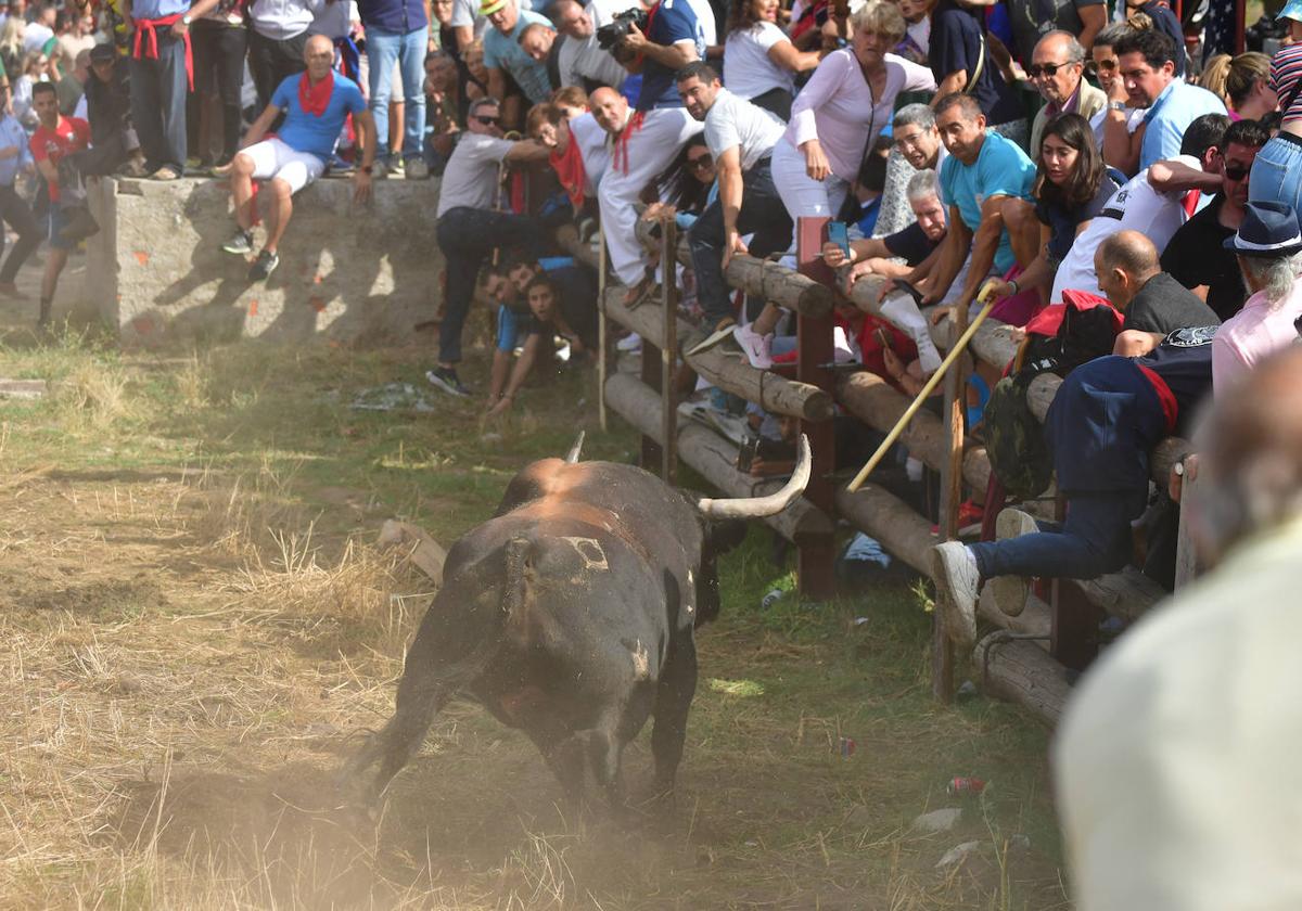 El Toro de la Vega, uno de los festejos celebrados este año en el que se registró uno de los 45 heridos graves.