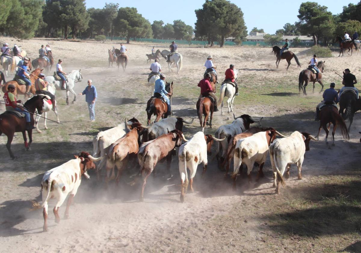 Los bueyes parten de los corrales del Cega.