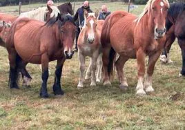 Celebración de la Feria del Caballo en San Salvador de Cantamuda.