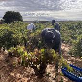 Los bodegueros de Ribera del Duero piden acabar con la «asfixia» burocrática