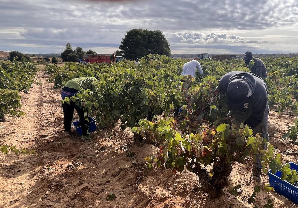 Vendimia en la localidad burgalesa de Gumiel de Izán.