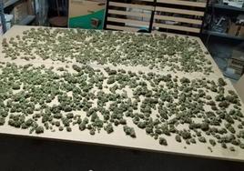 Cogollos de marihuana intervenidos por la Guardia Civil en Mojados.