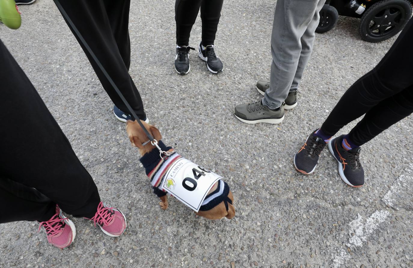 Marcha por el daño cerebral en Valladolid