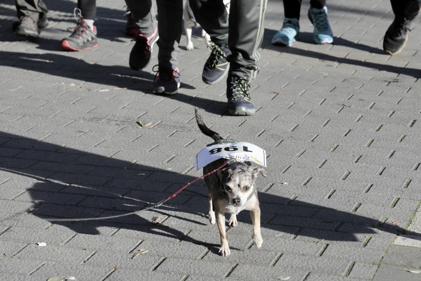 Marcha por el daño cerebral en Valladolid