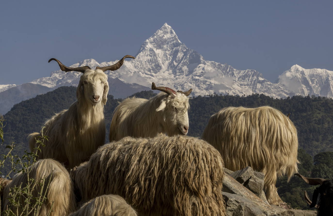 Nepal celebra el festival Dashain