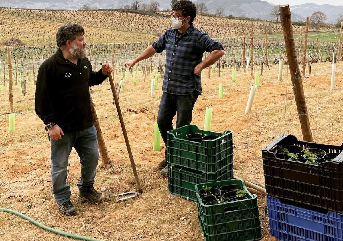 .Los enólogos viticultores y bodegueros Raúl Pérez y Ricardo Pérez Palacios palntan una viña común en la localidad berciana de Valtuille,