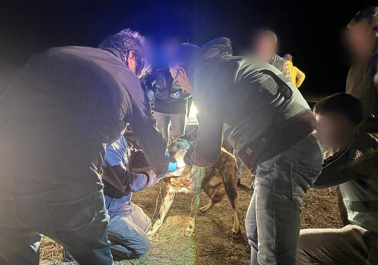 Agentes de la Guardia Civil, junto a uno de los perros que participó en el ataque.