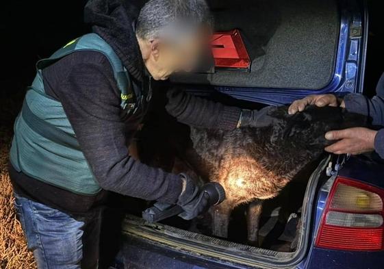 Un agente de la guardia civil examina a uno de los perros involucradso en el ataque.