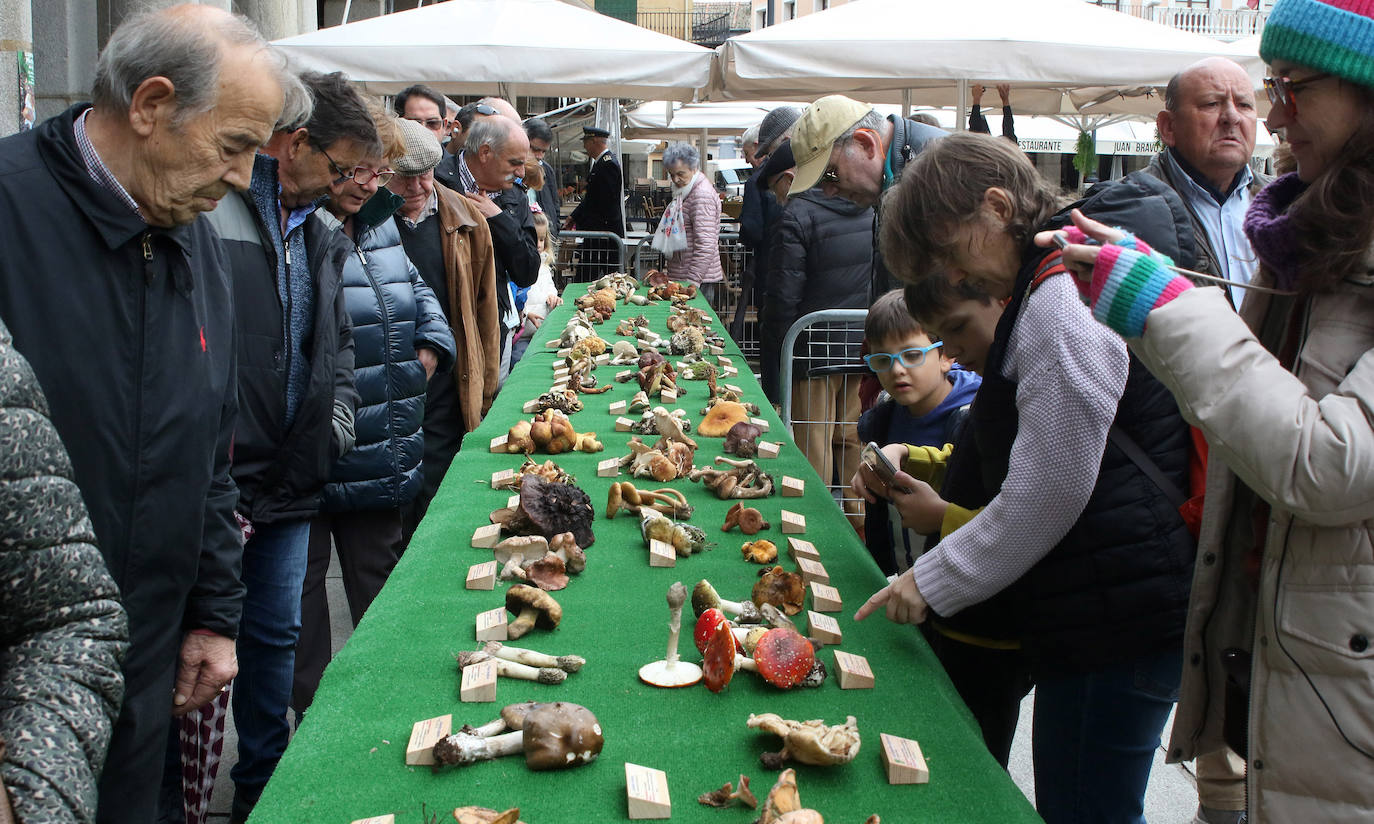 Festividad de San Frutos