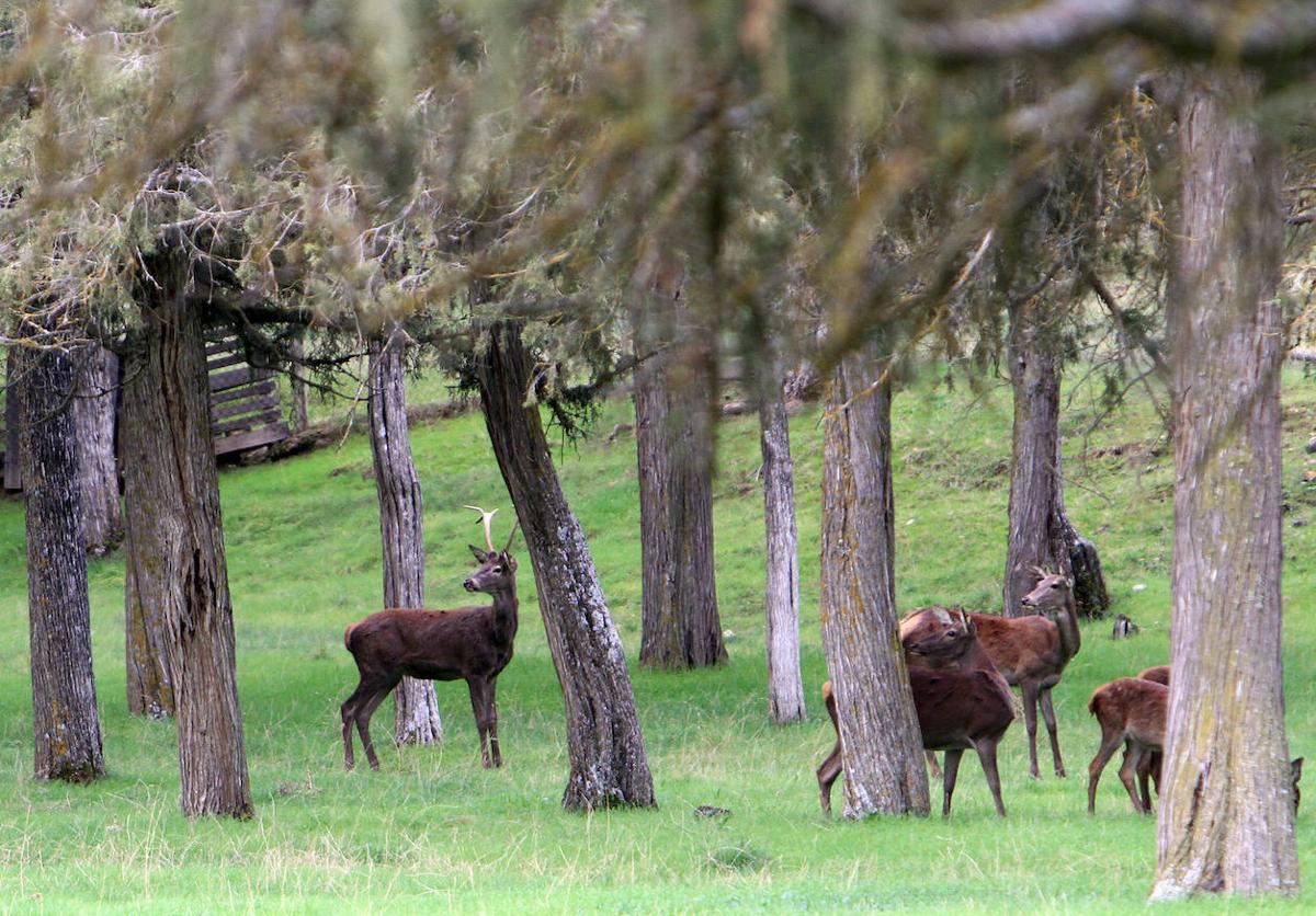 Uno de los rincones del Bosque de Riofrío.