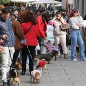 Un desfile de modelos perrunos y felinos