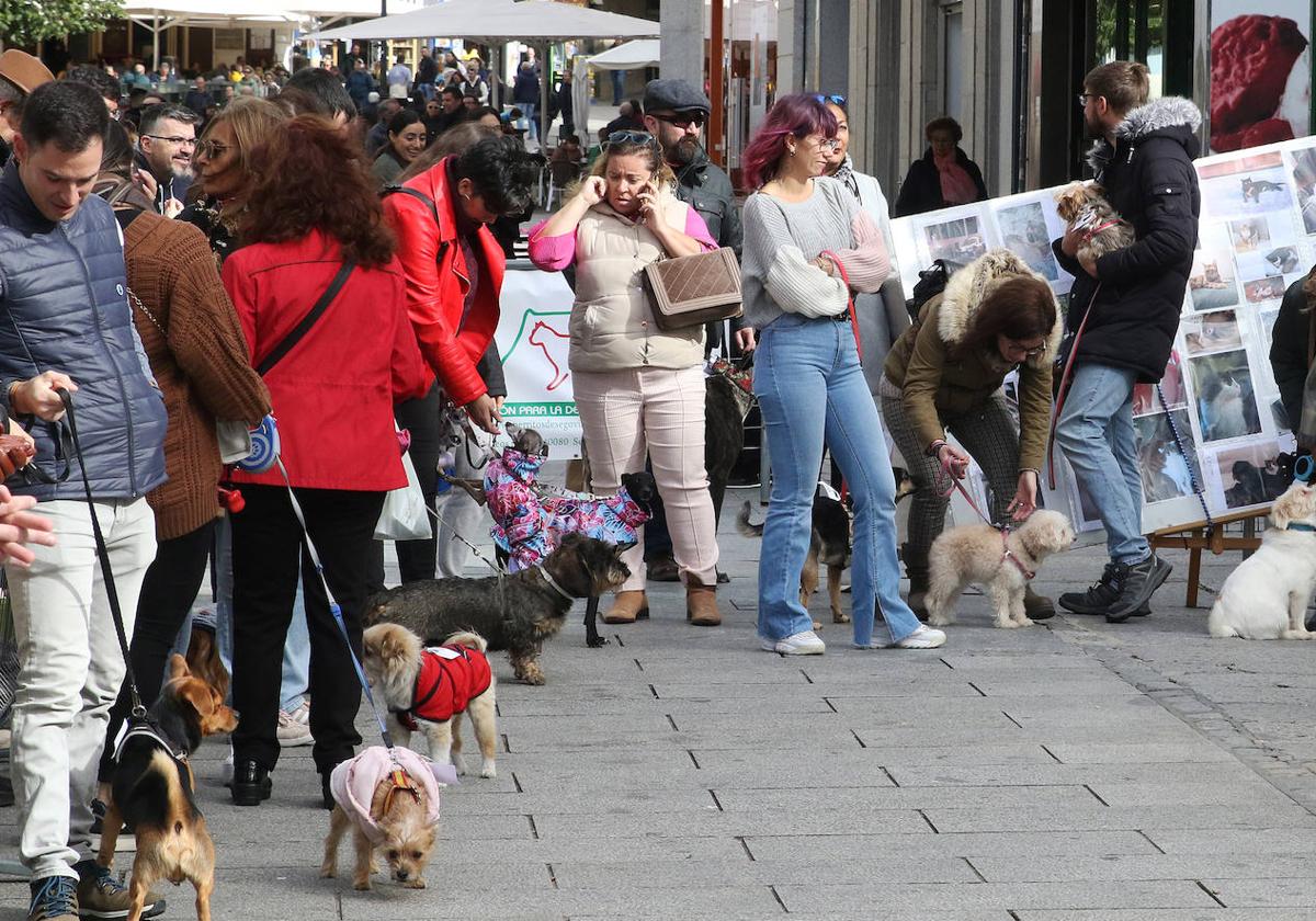 Algunos de los perros participantes en el concurso, junto a sus dueños.