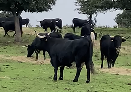 El ganado pastando en una finca de Aldea del Obispo, Salamanca.