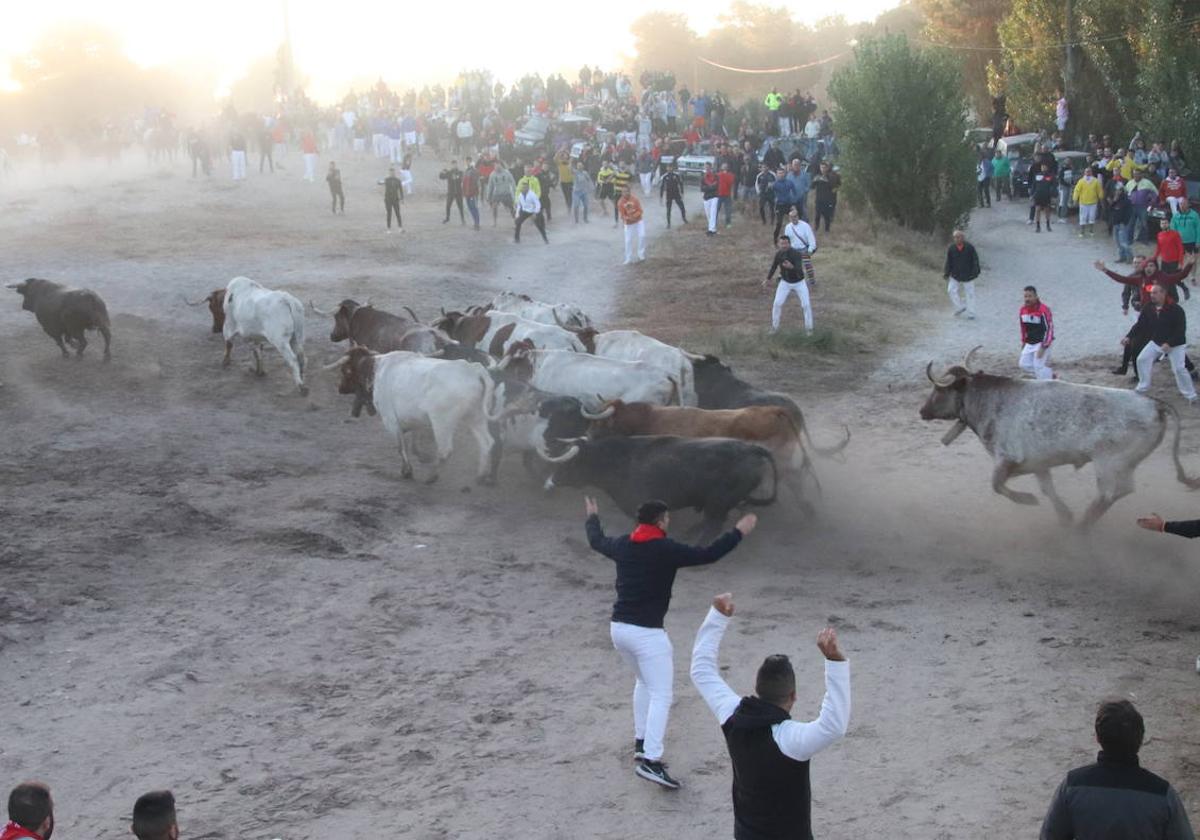 Multitud de personas participan en uno de los encierros de agosto de Cuéllar.