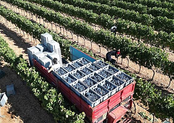 Vendimia en Ribera del Duero.