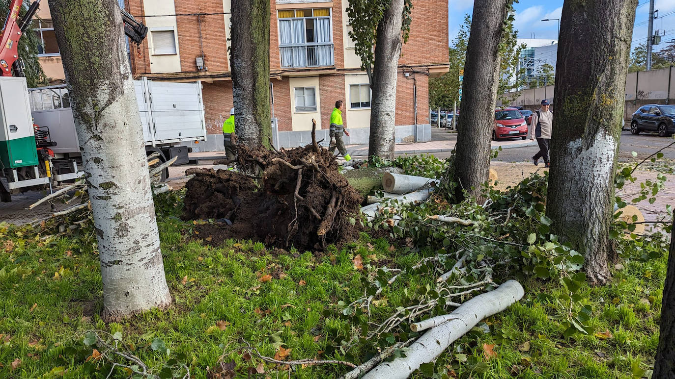 Varios árboles destrozados en la avenida de Irún.