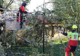 Los bomberos de Palencia trabajan en la retirada de unas ramas caídas por el viento en la calle Aragón.