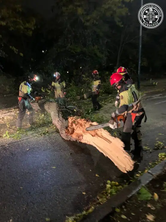 Los bomberos de Valladolid retiran un árbol de la cazada.