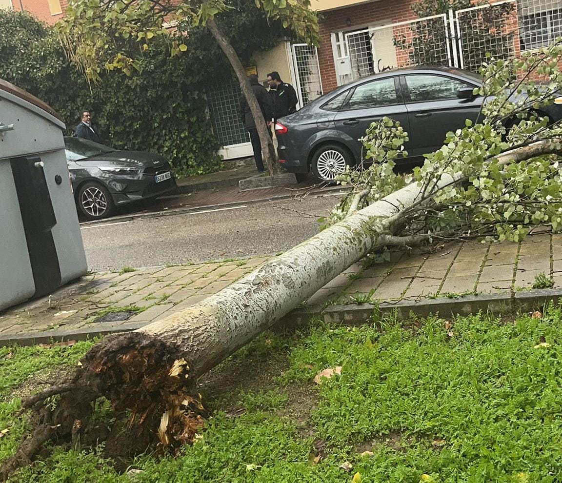 Un árbol destrozado por el temporal en la zona de Parque Alameda.