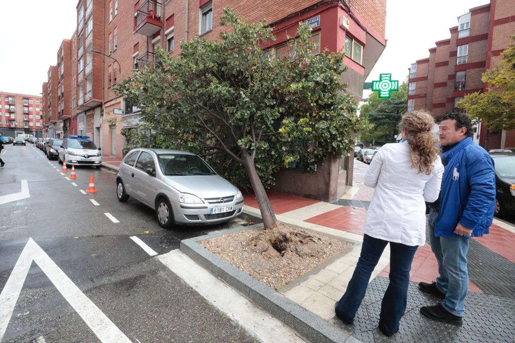 Un árbol apunto de caerse en la calle Alicante.