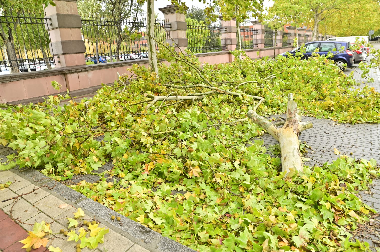 Un árbol caído sobre la acera junto a la sede de Presidencia de la Junta.