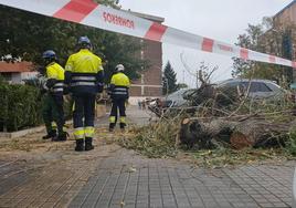 Los bomberos intervienen en La Albuera tras la caída de un árbol, este mediodía.