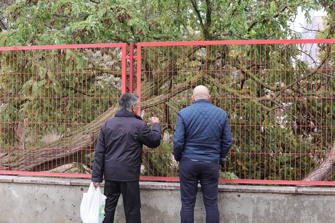 Los efectos del Ciarán en Palencia