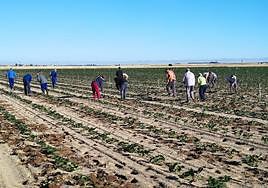 Temporeros trabajando en una tierra de planta de fresa en la provincia de Ávila.
