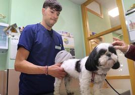 El veterinario Antonio de los Bueis atiende a un perro.