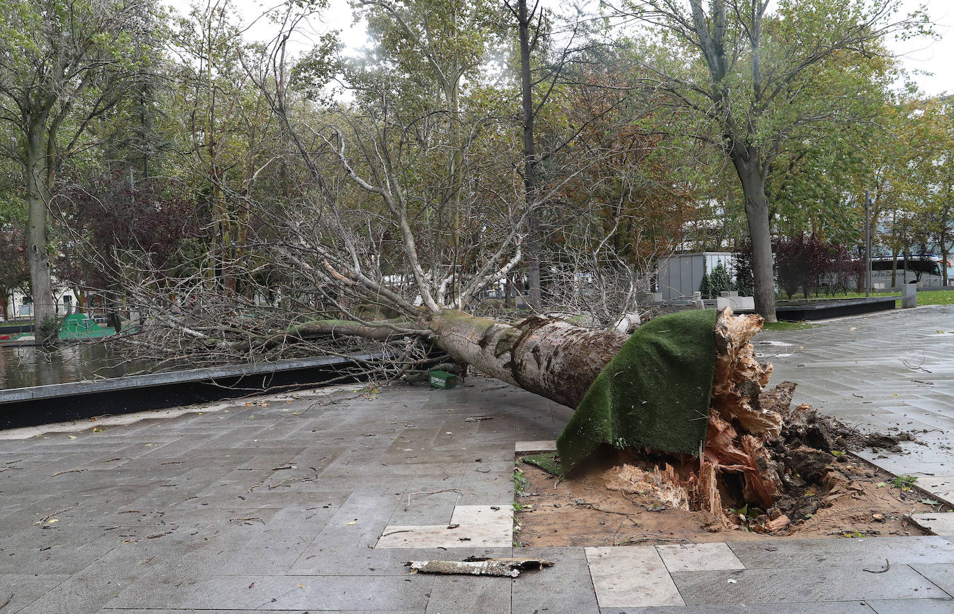 Los efectos de las intensas rachas de viento en Palencia