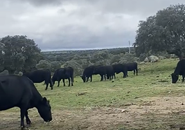 El ganado pastando en las inmediaciones de Ledesma, Salamanca.