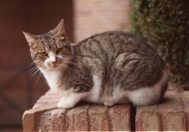 Le juzgan por tirar a un contenedor un gato de su propiedad herido